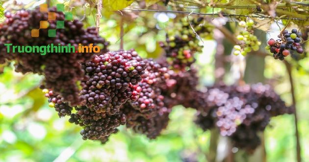                       Cách ngâm rượu nho rừng tại nhà ngon, nhanh nhất