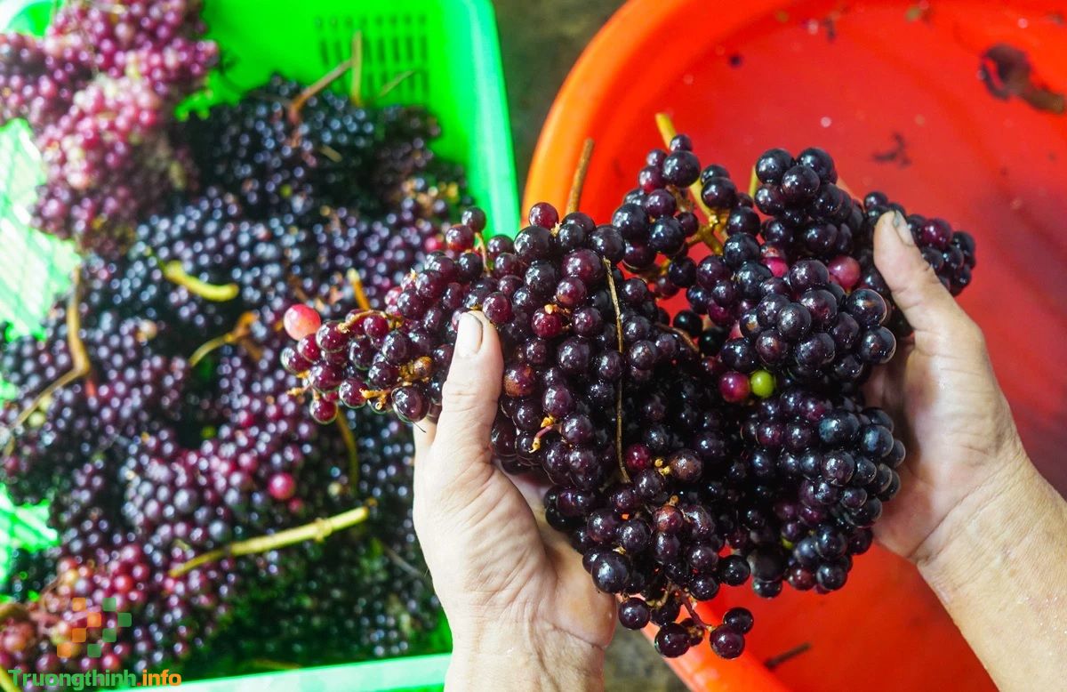                       Cách ngâm rượu nho rừng tại nhà ngon, nhanh nhất