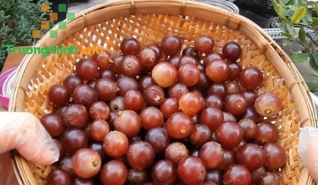                      Cách ngâm rượu nho với đường, không đường (với rượu trắng) ngon