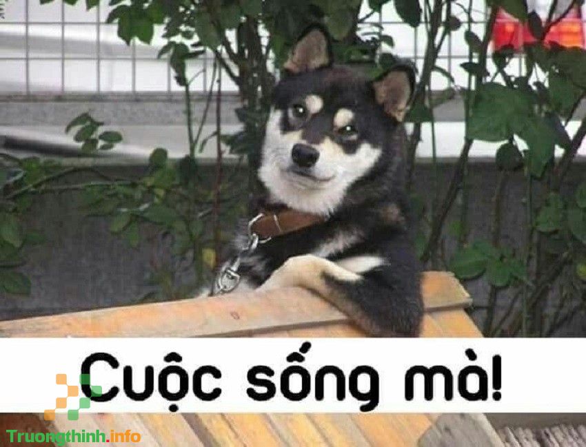                           Hình ảnh meme hài hước, ảnh chế meme vui nhộn, bá đạo