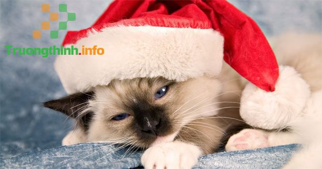                           Stt Noel buồn, cô đơn cho dân FA mùa lễ Giáng Sinh