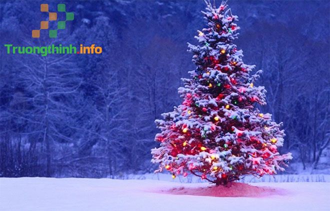                           Hình ảnh cây thông Noel đẹp mừng mùa Giáng Sinh 2021