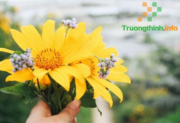                           Thơ về hoa dã quỳ hay, status về hoa dã quỳ ngắn