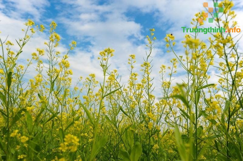                           10 Bài thơ mùa hoa cải hay, thơ về hoa cải vàng ngắn