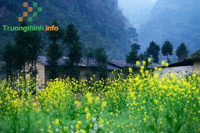                           10 Bài thơ mùa hoa cải hay, thơ về hoa cải vàng ngắn