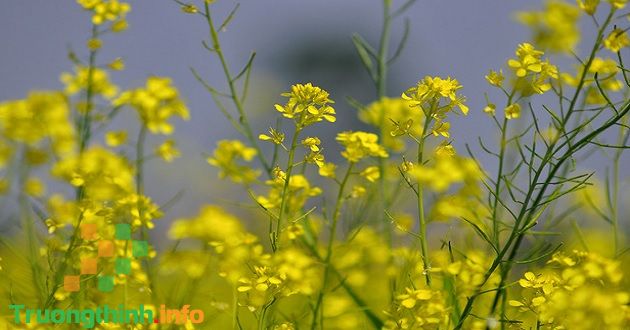 10 Bài thơ mùa hoa cải hay, thơ về hoa cải vàng ngắn