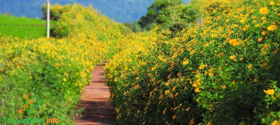Hoa dã quỳ có ý nghĩa gì? Hình ảnh hoa dã quỳ đẹp nhất