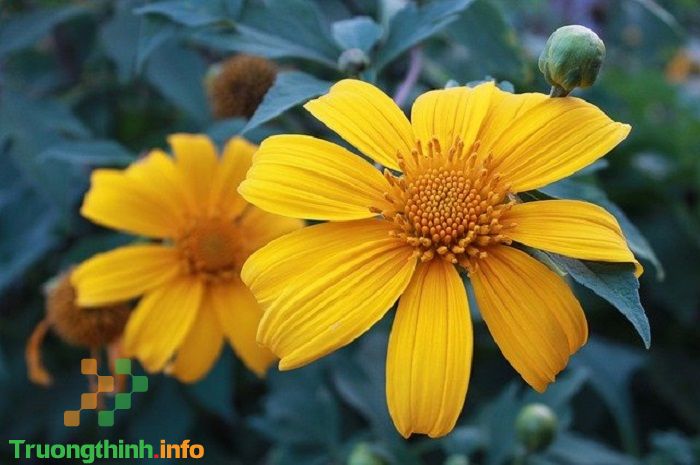                           Hoa dã quỳ có ý nghĩa gì? Hình ảnh hoa dã quỳ đẹp nhất