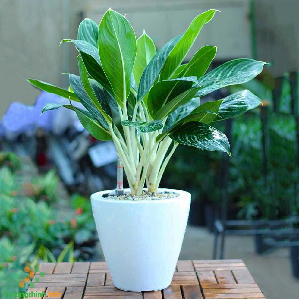 Sinh năm 1986 mệnh gì, tuổi con gì, hợp màu gì, cây gì?