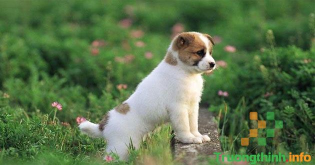                           Tuất là con gì, mệnh gì? Tuổi Tuất hợp màu gì, hợp với tuổi gì?