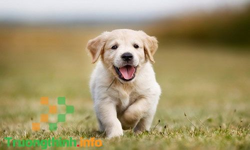                           Tuất là con gì, mệnh gì? Tuổi Tuất hợp màu gì, hợp với tuổi gì?