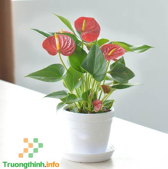 Tuất là con gì, mệnh gì? Tuổi Tuất hợp màu gì, hợp với tuổi gì?