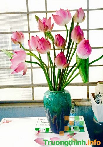                           Các kiểu cắm hoa đẹp nhất, đơn giản nhất ngày lễ Tết