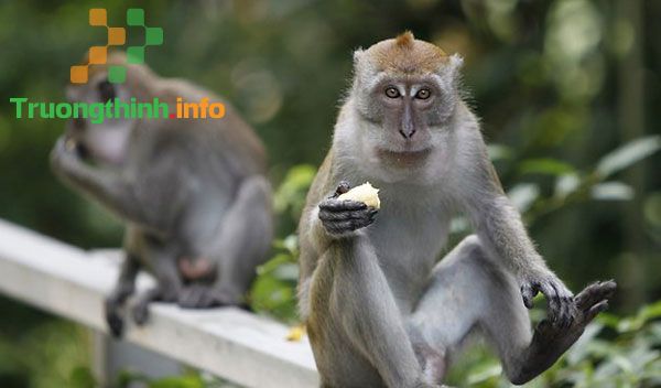                           Giờ Thân là mấy giờ đến mấy giờ? Sinh giờ Thân sướng hay khổ?