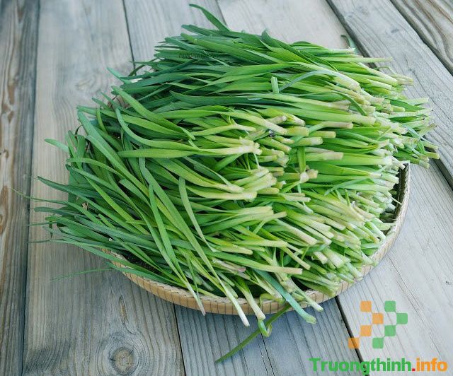                          Lá hẹ có tác dụng gì với nam giới, nữ giới và trẻ nhỏ?