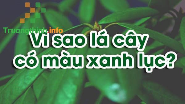                           Vì sao lá cây có màu xanh lục? Tại sao diệp lục có màu xanh?
