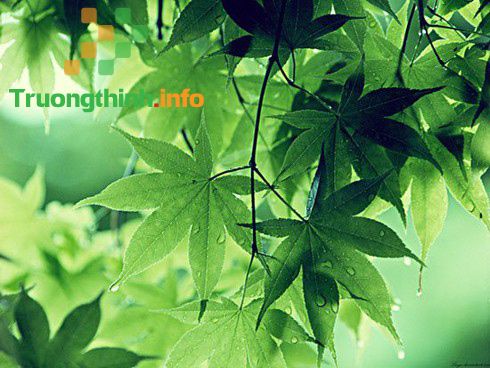 Vì sao lá cây có màu xanh lục? Tại sao diệp lục có màu xanh?