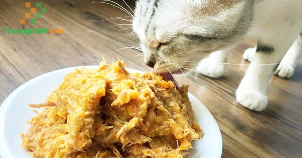                           5 cách làm pate cho mèo nhanh béo đơn giản tại nhà