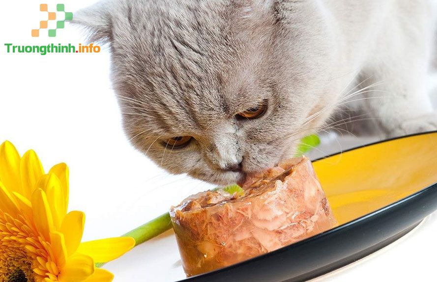 5 cách làm pate cho mèo nhanh béo đơn giản tại nhà