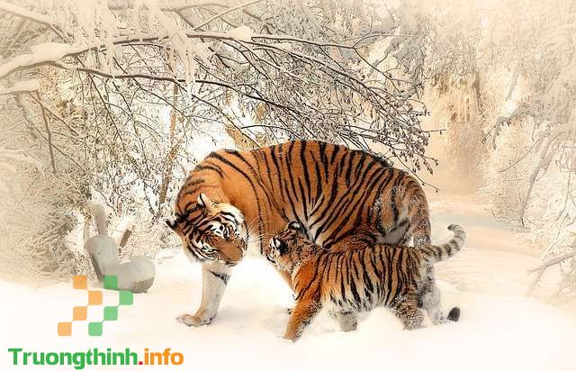                           Sinh năm 2010 mệnh gì, là tuổi con gì, hợp màu gì?