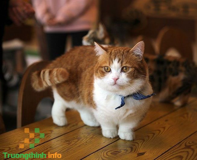                           Các giống mèo đẹp, dễ thương, dễ nuôi lại thông minh