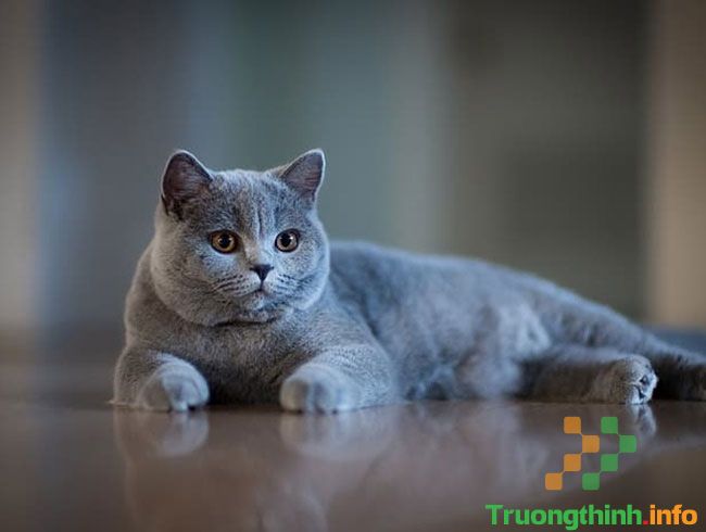                           Các giống mèo đẹp, dễ thương, dễ nuôi lại thông minh