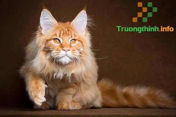                           Các giống mèo đẹp, dễ thương, dễ nuôi lại thông minh
