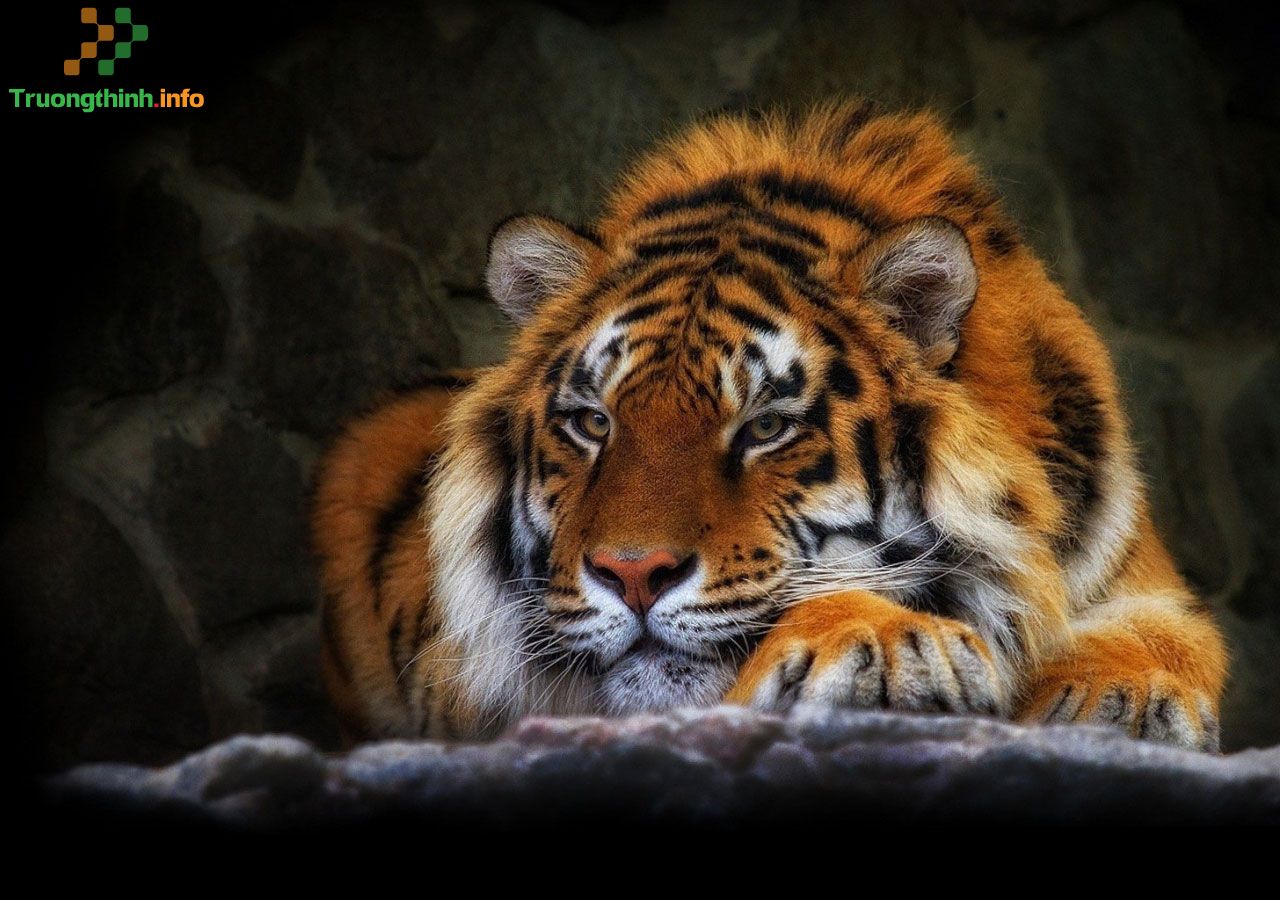 1⃣】 20+ Hình ảnh con hổ 3D, ảnh hổ đẹp, cute dễ thương
