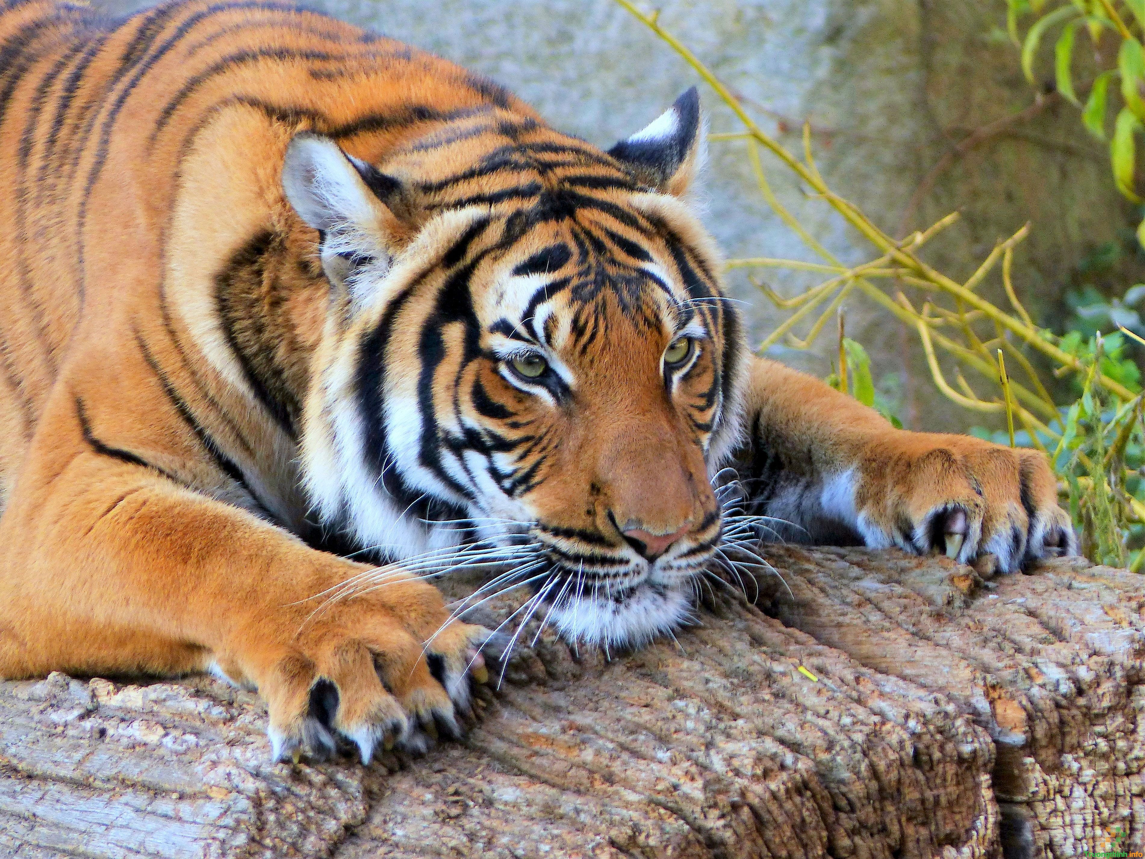 Con hổ đã từ lâu được biết đến là một trong những loài động vật quý hiếm và đáng yêu nhất thế giới. Hãy thưởng thức những hình ảnh con hổ dễ thương này và tận hưởng niềm đam mê với thiên nhiên.