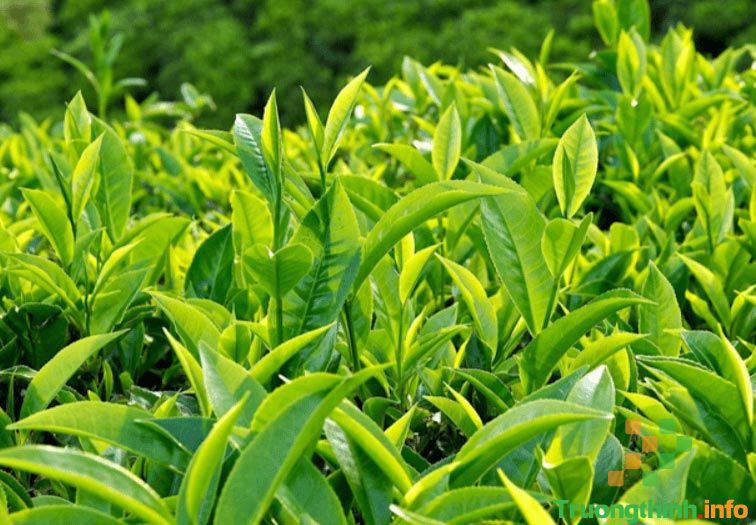                           Lá trà xanh có tác dụng gì? Tác dụng của lá trà xanh với sức khỏe và làm đẹp