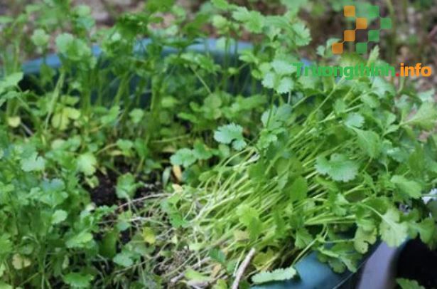 2 cách trồng ngò rí bằng gốc rễ và bằng hạt tại nhà