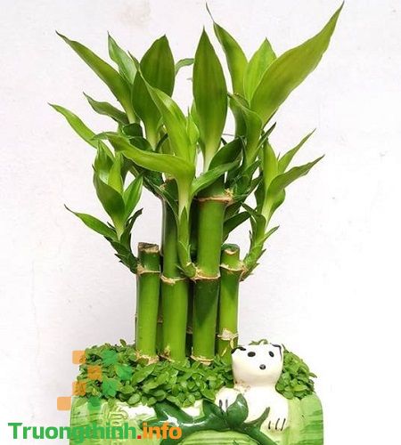                           Cây phát lộc hợp tuổi nào, để trong nhà có tốt không? Các loại cây phát lộc