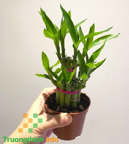                           Cây phát lộc hợp tuổi nào, để trong nhà có tốt không? Các loại cây phát lộc