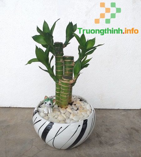                           Cây phát lộc hợp tuổi nào, để trong nhà có tốt không? Các loại cây phát lộc