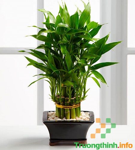                           Cây phát lộc hợp tuổi nào, để trong nhà có tốt không? Các loại cây phát lộc