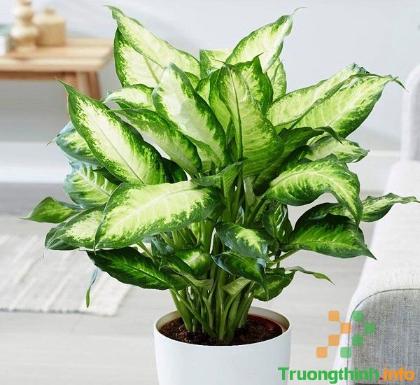                          Cây vạn niên thanh có độc không, hợp mệnh gì? Cách trồng cây vạn niên thanh