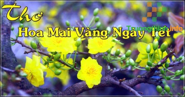                           20 Bài thơ về hoa mai hay, ngắn cho ngày Tết sum vầy