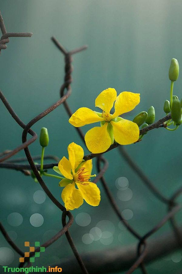Hoa mai - loài hoa cổ xưa, biểu tượng cho sự phồn thịnh và may mắn. Những bông hoa mai rực rỡ sẽ làm cho bạn phải trầm trồ khen ngợi. Hãy đến và cùng ngắm nhìn chúng ngay khi có cơ hội.