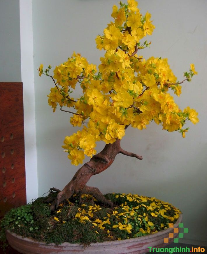                           Các thế cây mai vàng đẹp, mai bonsai dáng nghệ thuật