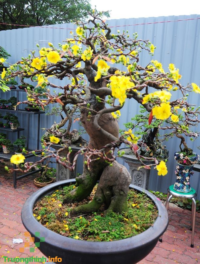                           Các thế cây mai vàng đẹp, mai bonsai dáng nghệ thuật