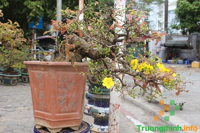                           Các thế cây mai vàng đẹp, mai bonsai dáng nghệ thuật