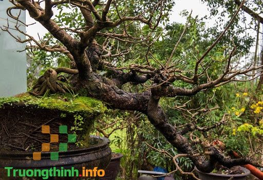                           Các thế cây mai vàng đẹp, mai bonsai dáng nghệ thuật