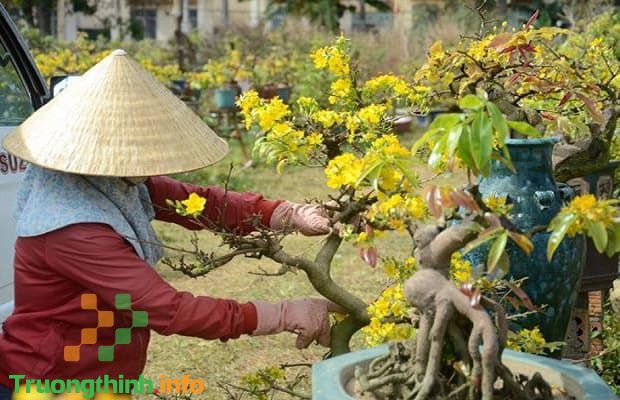 Cách chăm sóc cây mai sau Tết Nguyên Đán đúng kỹ thuật