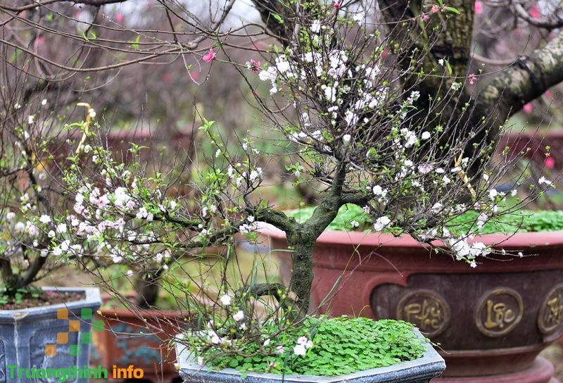 Nhất chi mai là gì, có ý nghĩa gì? Cách trồng và chăm sóc cây nhất chi mai