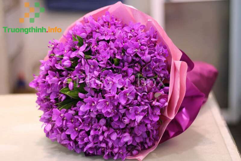                           Ý nghĩa của hoa lưu ly là gì? Cách trồng hoa lưu ly