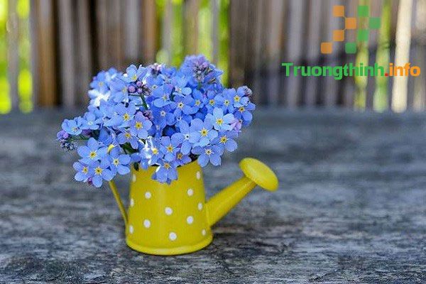                           Ý nghĩa của hoa lưu ly là gì? Cách trồng hoa lưu ly
