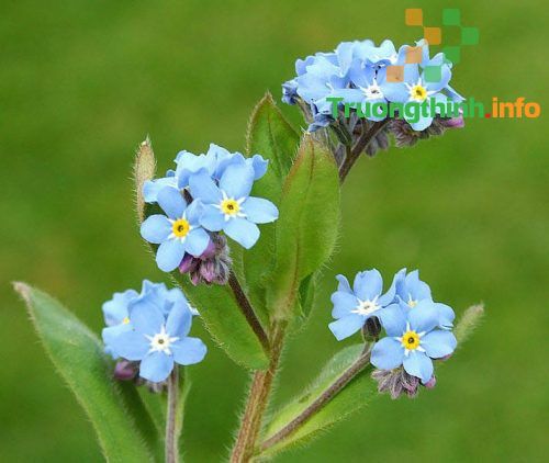 Ý nghĩa của hoa lưu ly là gì? Cách trồng hoa lưu ly