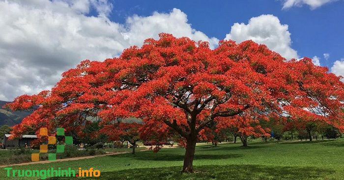                           Hoa phượng: Ý nghĩa, hình ảnh đẹp, stt hay về hoa học trò