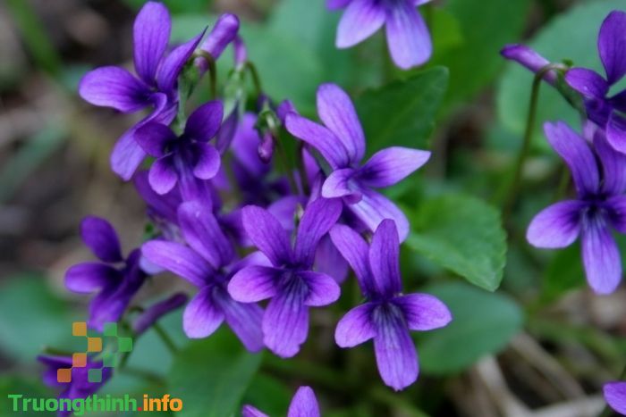                           Hoa violet là hoa gì, màu gì? Ý nghĩa và cách cắm hoa violet đẹp