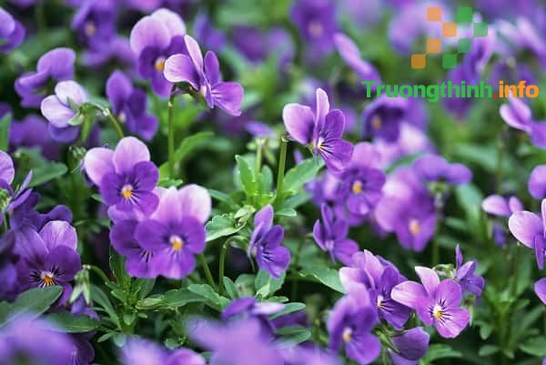                           Hoa violet là hoa gì, màu gì? Ý nghĩa và cách cắm hoa violet đẹp